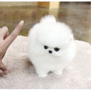 Meet your Posher, Donnie